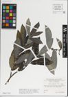 Foto von Salix laggeri Wimm.